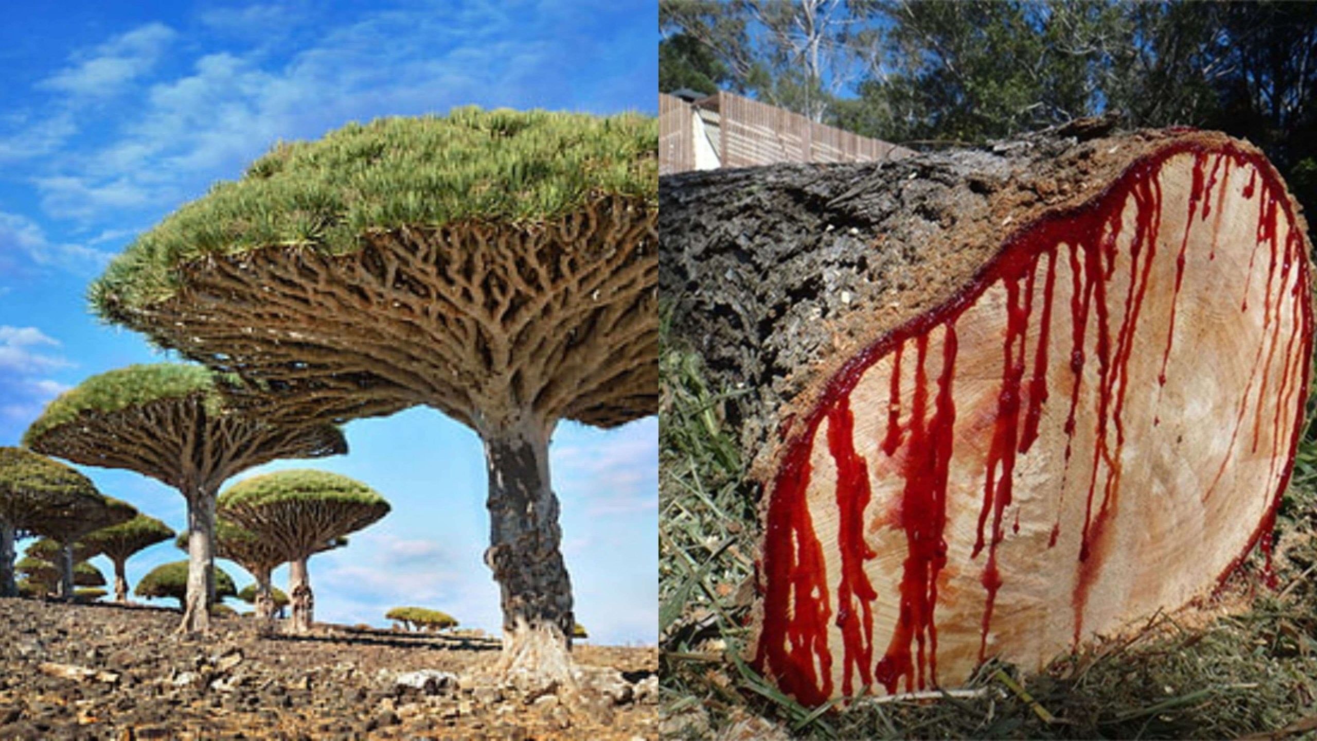socotra-dan-pohon-darah-naga-warisan-alam-yang-ajaib
