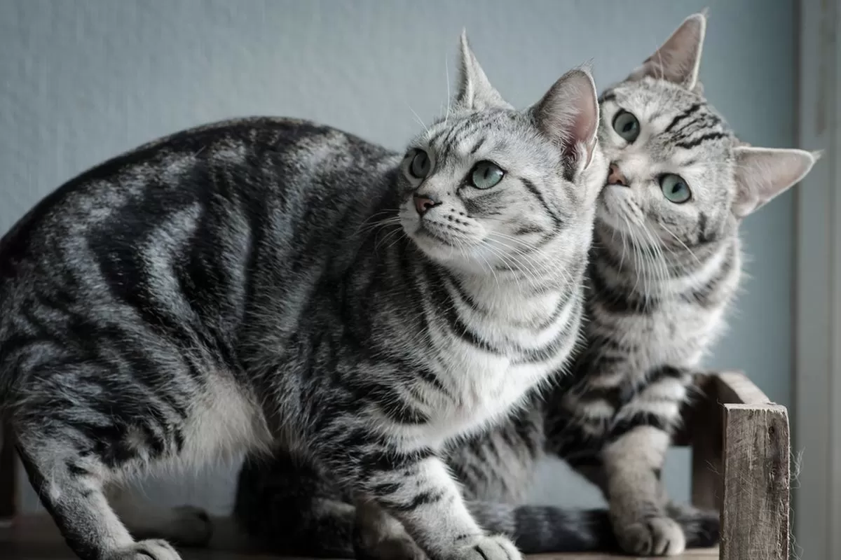 Jenis-Jenis Kucing Ras Unik dengan Ciri Fisik yang Bikin Gemas!